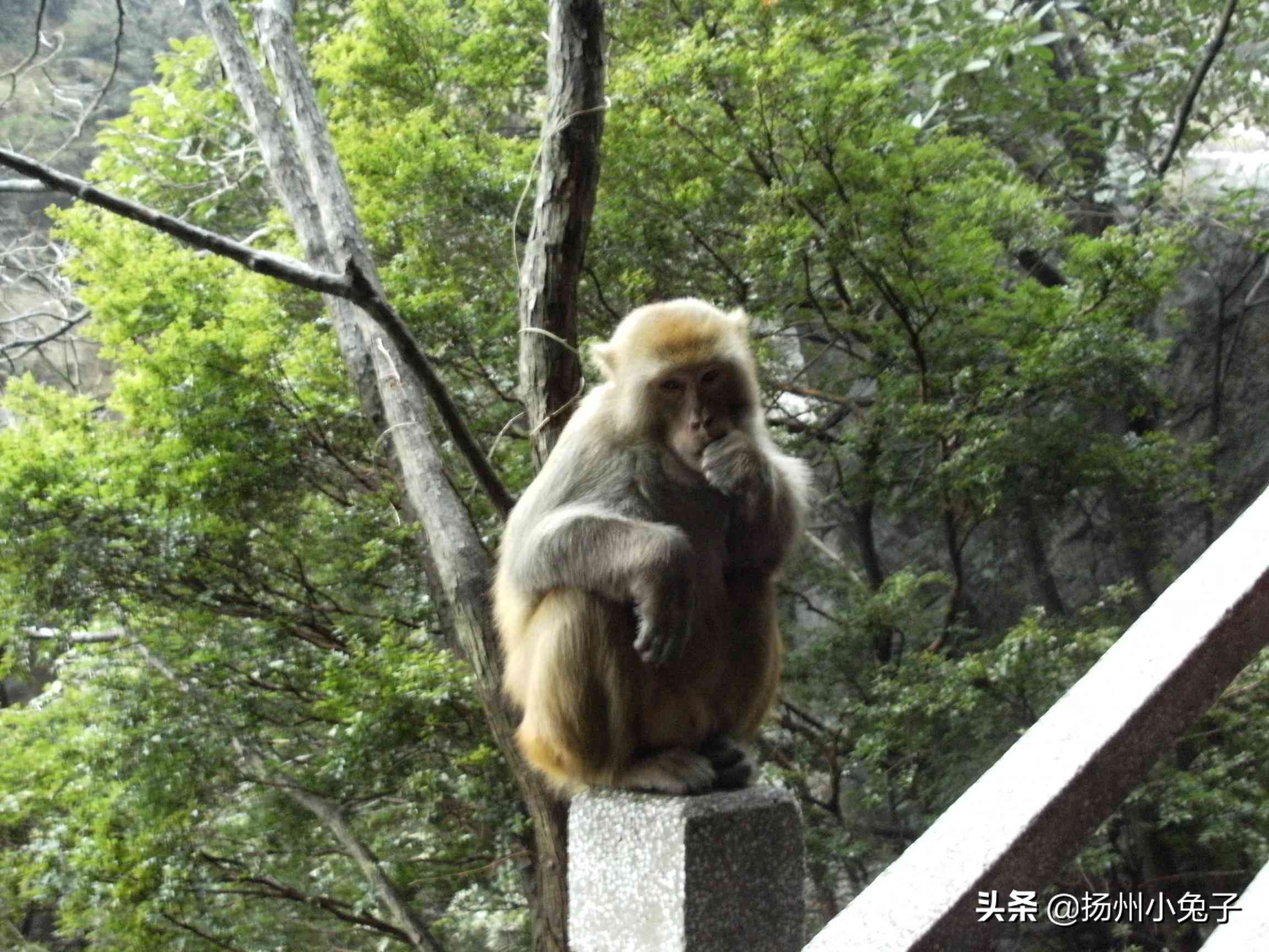 猴群社会关系,猴群和人类社会