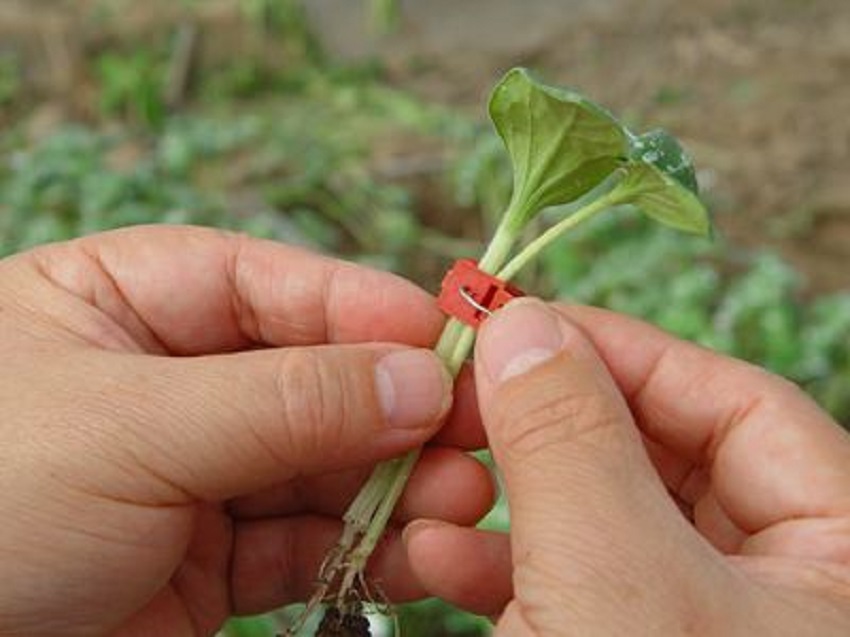薄皮甜瓜育苗教程,薄皮甜瓜嫁接方法