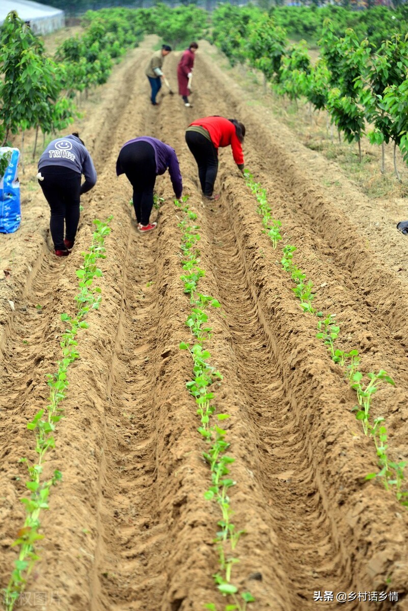 老爸在种地瓜,老爸种地瓜视频