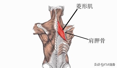 背部肩胛骨凸起该怎么改善图片,后背肩胛骨高低如何矫正
