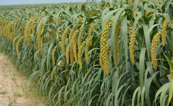 谷子的种植方法与技术,谷子种植掌握的技术有哪些