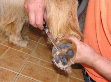 金毛犬身上的异味怎样去除,金毛臭怎么办教你4个妙招