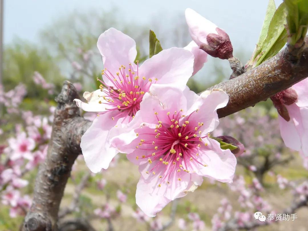 奉贤区南桥镇旅游景点,上海奉贤景点推荐一日游最佳路线