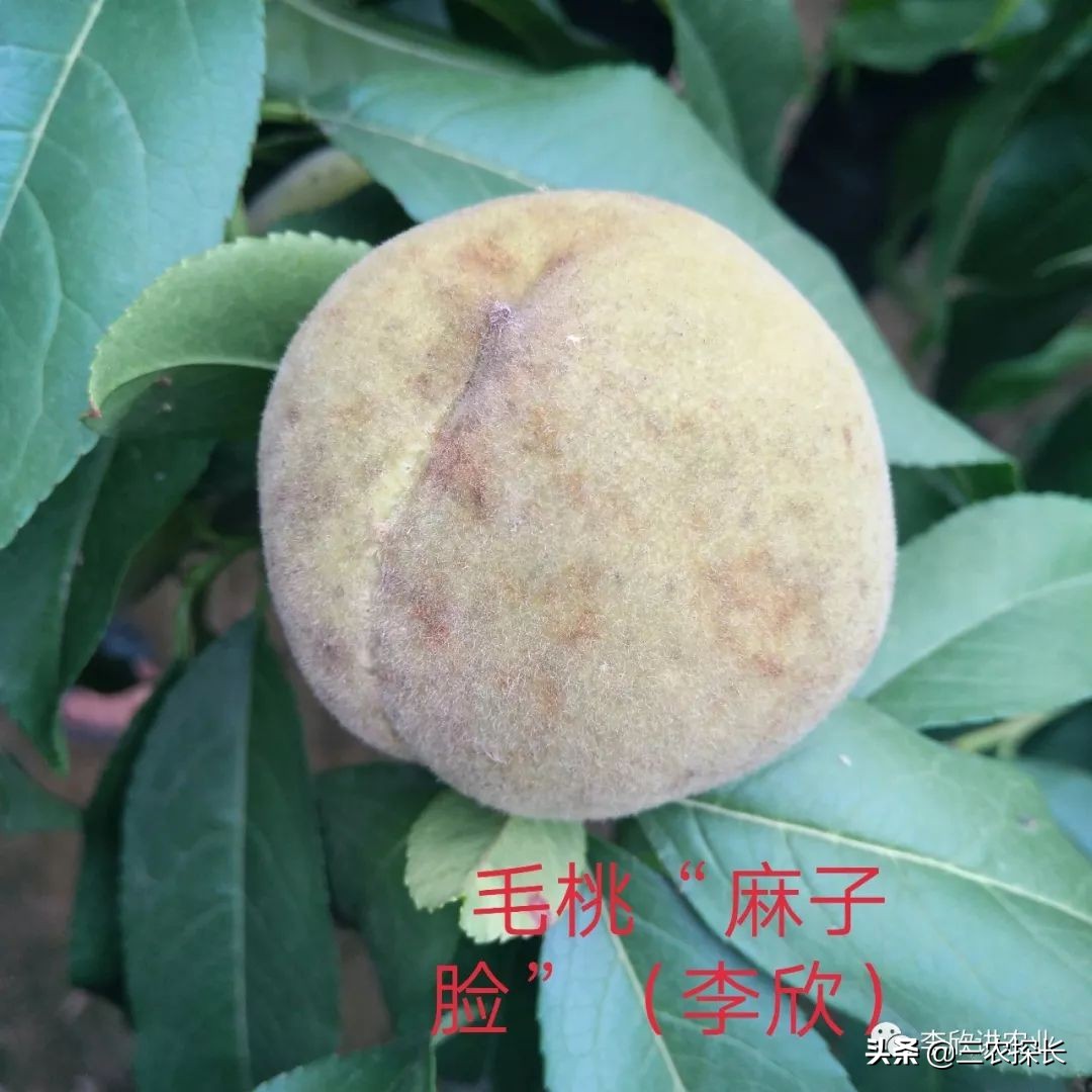 毛桃碰到皮肤怎么缓解,毛桃变软是不是坏了