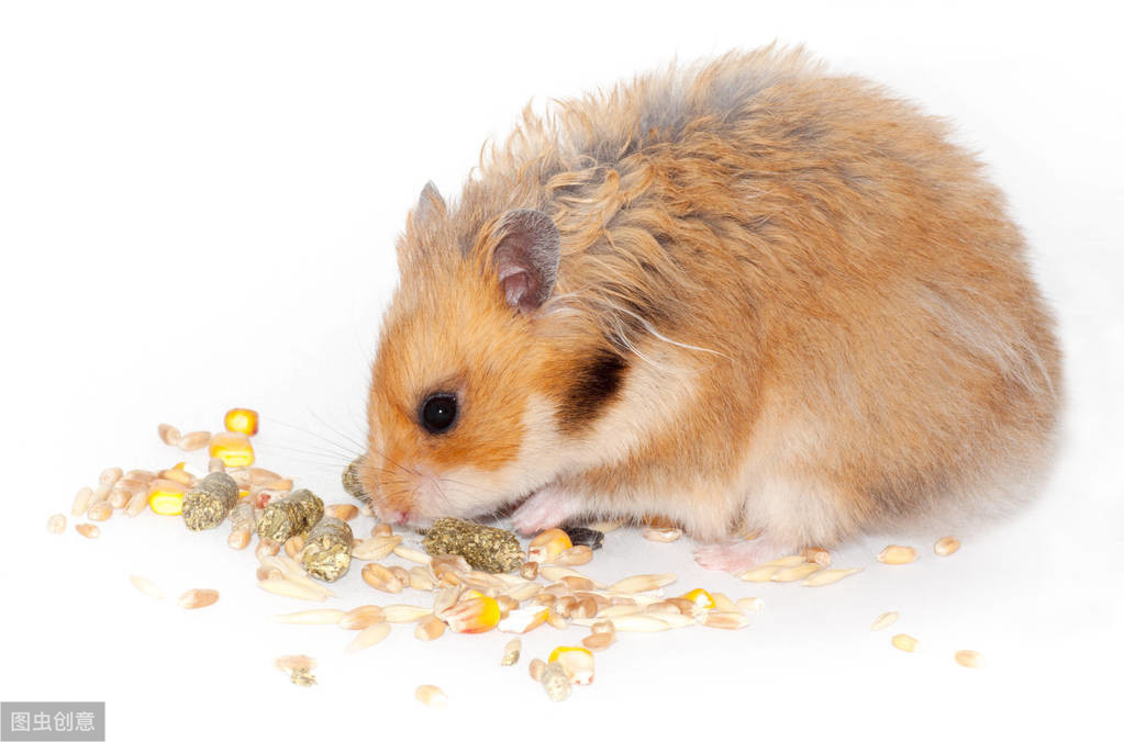 口袋宠物仓鼠的图片,仓鼠放口袋里上飞机