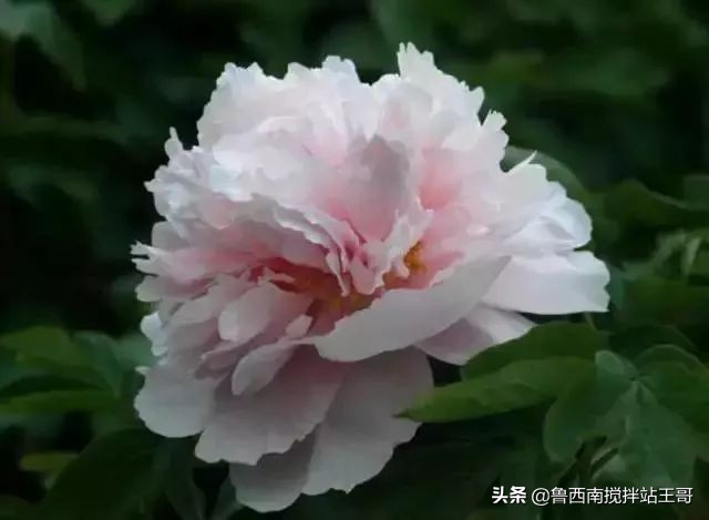 牡丹十大品种九大花系,牡丹进口品种图片及名称