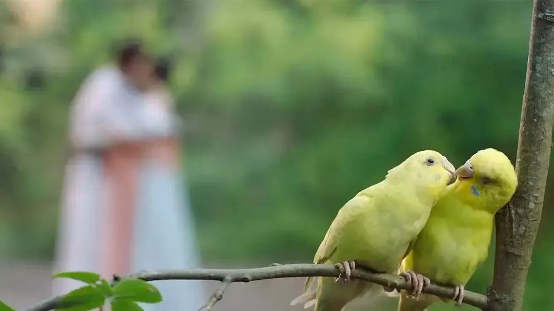 长歌行打戏高燃场面,长歌行热巴吴磊吻戏是借位的吗