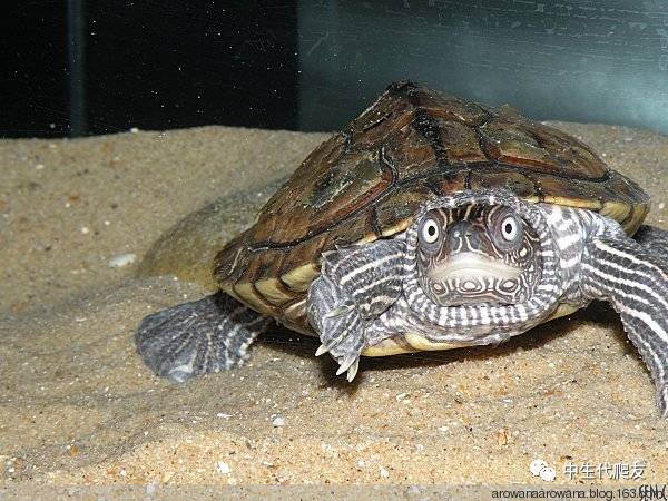 地图龟成体样子,地图龟种类及图解