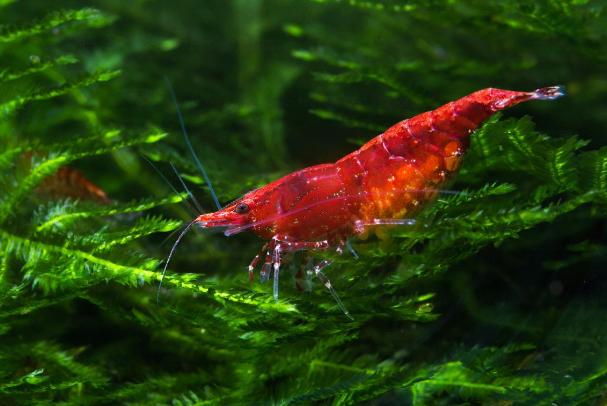 樱花虾水温30度有危险吗,樱花虾适合什么水质