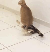 科学研究表明撸猫好处多多,撸猫已经成为了一种“病”