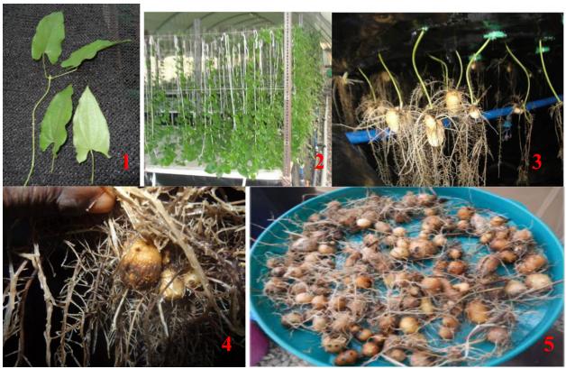 山药种苗繁殖技术,山药育苗留种技术
