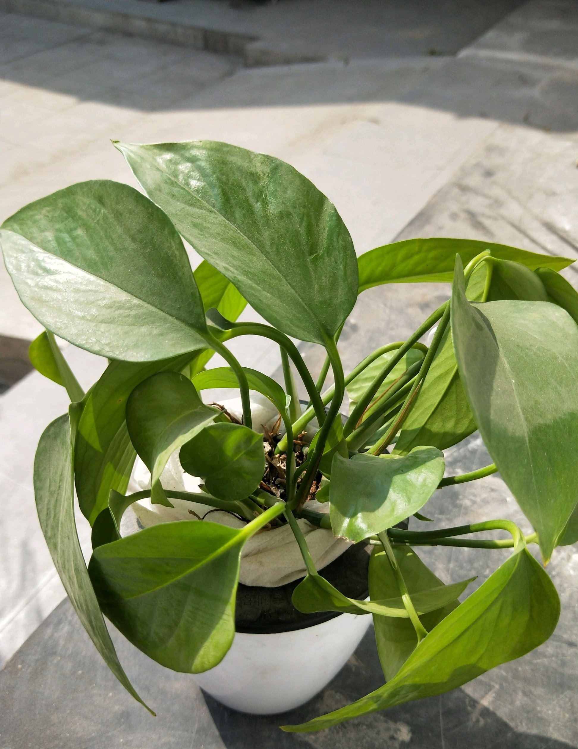 绿萝爆盆浇水方法,刚上盆的绿萝最好浇不浇水