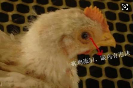 鸡肿头是什么病怎么治疗,治疗鸡肿头肿脸的方法