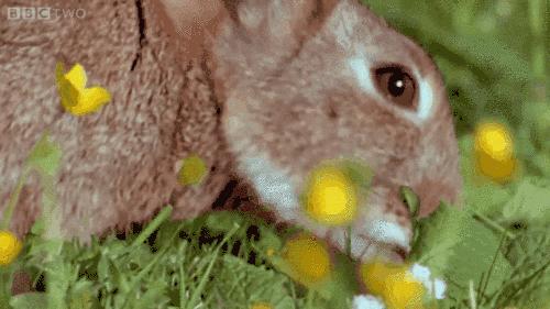 澳洲兔子为什么这么厉害,澳洲兔子是怎么泛滥的