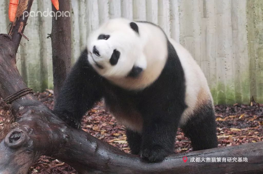 原来大熊猫也喜欢游泳,大熊猫们集体洗澡