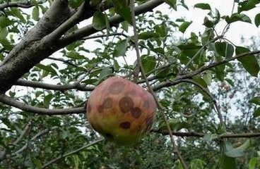 苹果轮纹病的防治时间,苹果轮纹病害治疗