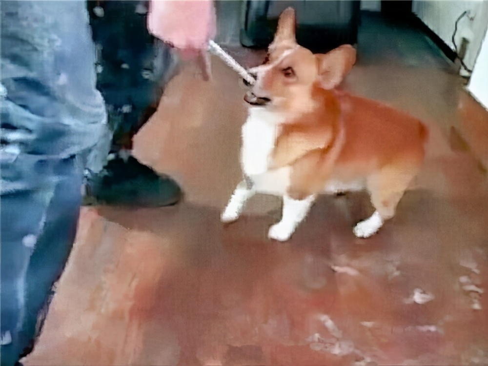 柯基幼犬陌生人一摸就张嘴想咬人,如何改掉柯基张嘴咬人的习惯