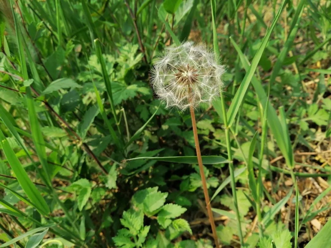 一个心灵的栖息地——游冠县马颊河生态旅游度假区有感