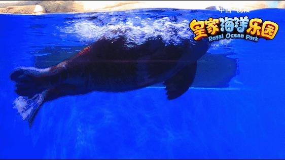 亚洲最大极地馆,中国最大的极地海洋博物馆