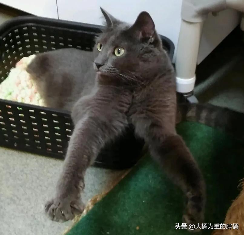 宠物猫后腿残疾怎么办,小猫后腿无力拖着走路