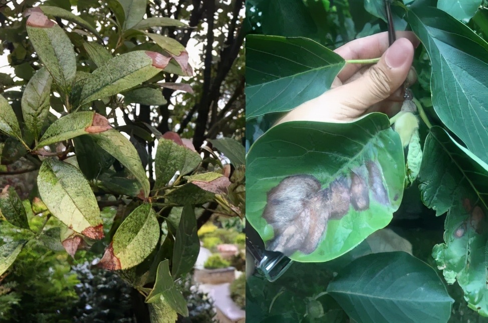 园林植物枝干防治,园林植物的主要叶部病害