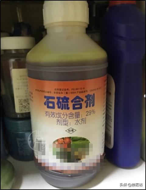 黑松盆景叶子都枯死了还能救活吗 (黑松盆景枯叶病怎么治疗)