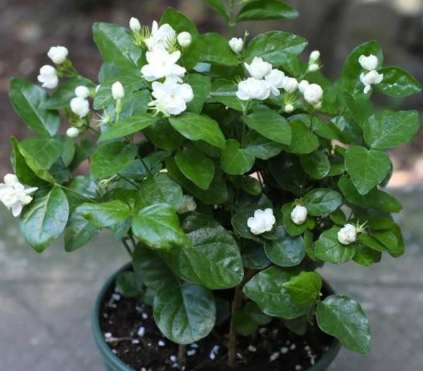 花卉掉花苞解决方法,室内花卉盆栽死了怎么办