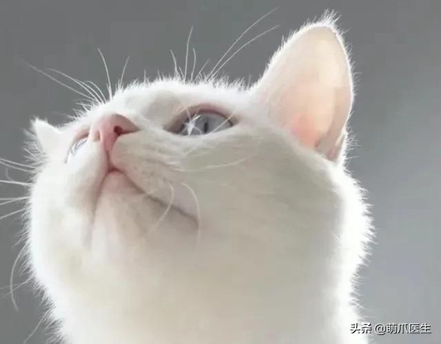 猫吃钢丝球视频,吃钢丝球的猫咪