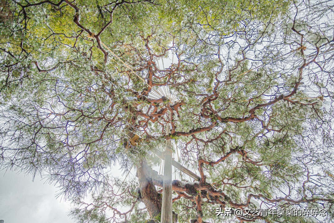 冬季日本的自驾游攻略,冬日游日本名古屋攻略