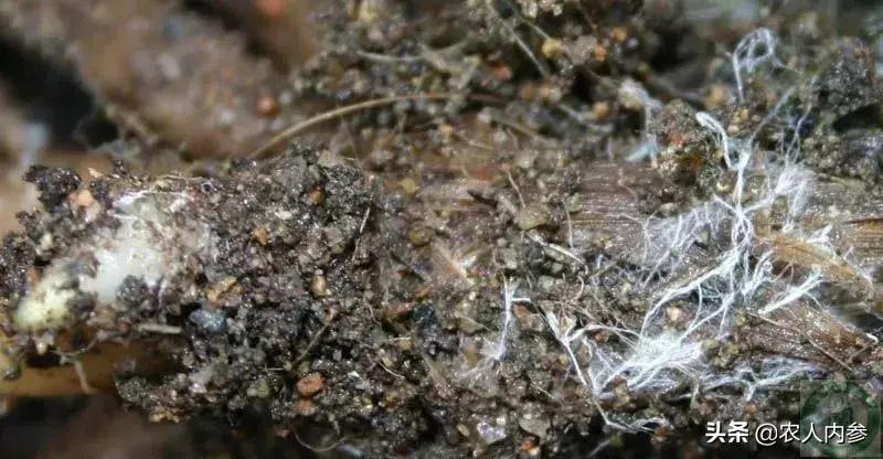 几种果树根部病害的症状识别与防治！