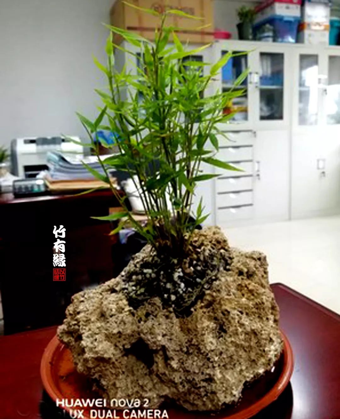 竹子浇水诀窍,竹子浇水的正确方法