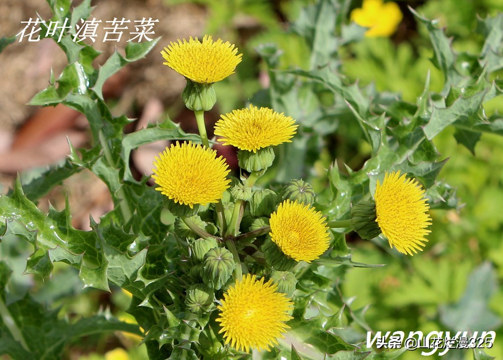 野生菊苣的辨认与图片,野菜苦菜识别方法