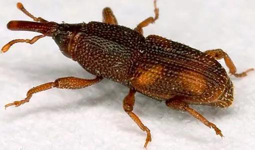 米没开封放一年还能吃吗,米放久了里面有虫子还能吃吗