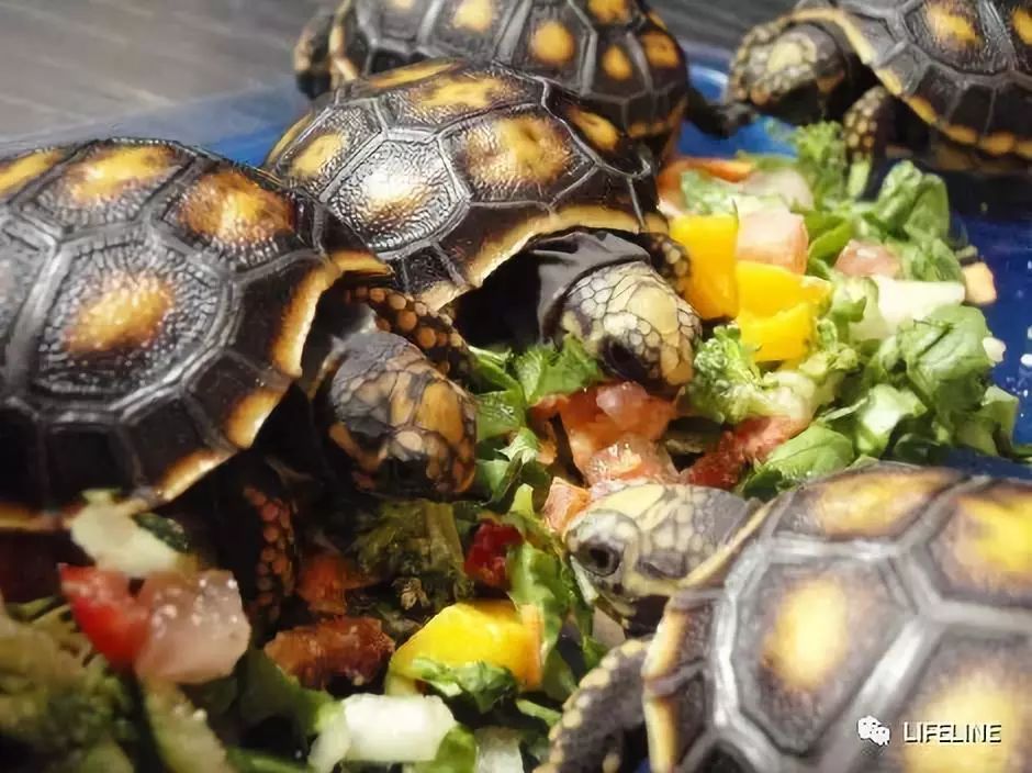 红腿陆龟拉稀怎么办,红腿陆龟雄性与雌性的区别