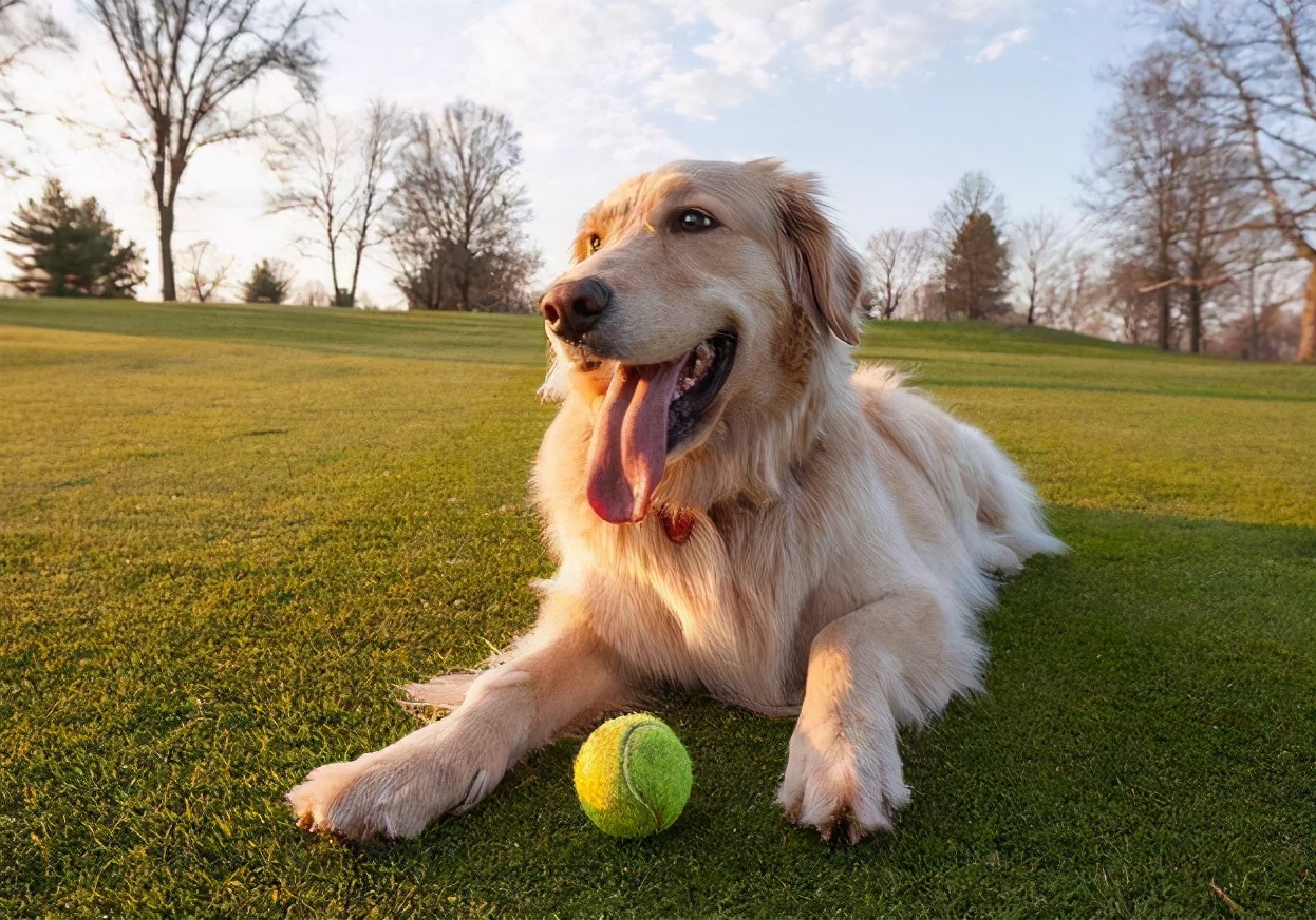 推荐6种狗狗,六种最常见的狗狗图片