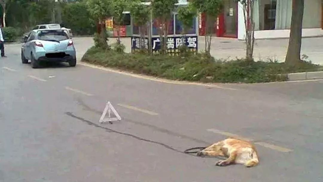 开车无意撞到了小动物该怎么处理,开车行驶撞到动物如何处理