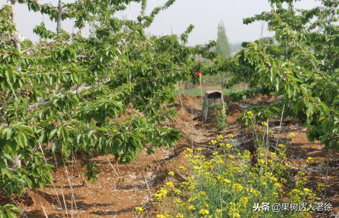 樱桃好吃树难栽，已经过时了，关键是要掌握好这些标准管理技术