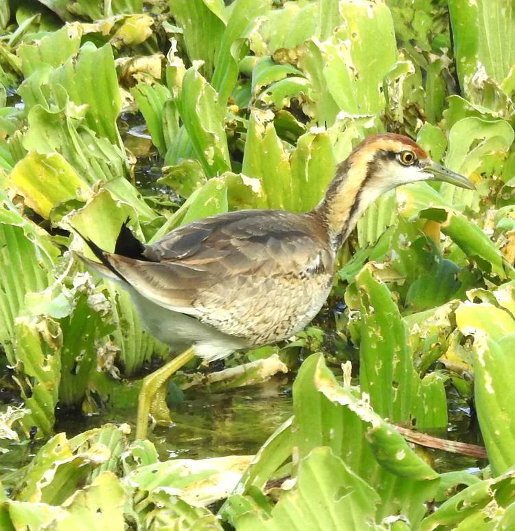 洪湖荷花仙子,洪湖公园蜻蜓