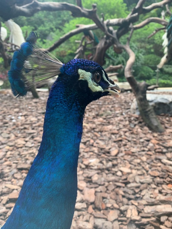 长隆野生动物世界推荐,长隆野生动物园必看动物