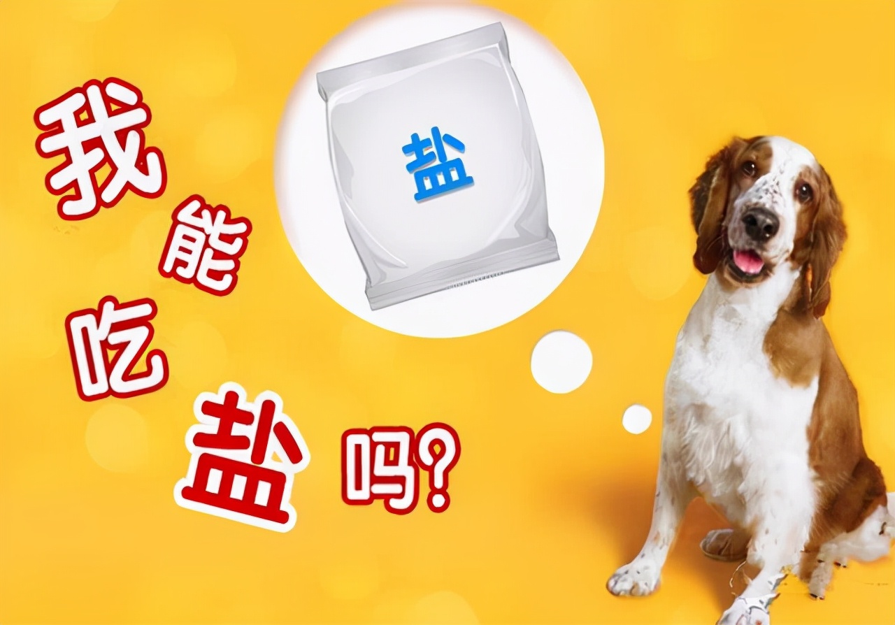 关于狗狗的九大谣言,关于狗狗的十个谣言你误信了几个