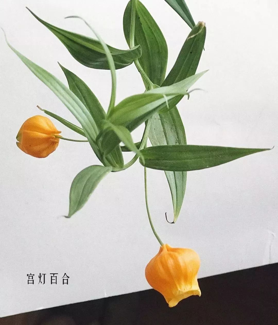 鲜花店常见花材品种大全,花店里同款的两种不同价格的花材