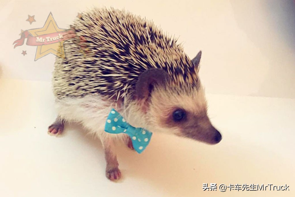 怎么养一只刺猬,新手养刺猬怎么跟它互动