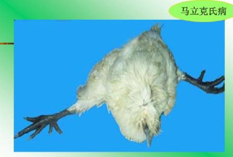 马立克氏病治愈率,马立克防什么病