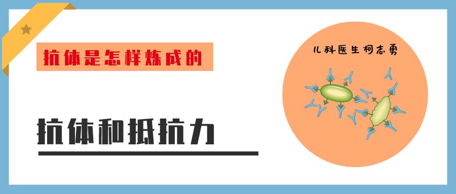 抗体是怎么制作出来的,抗体与免疫力的区别