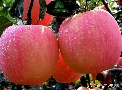 小麦引进中国之前人们吃什么,涨姿势科普刷新您对大米的认知