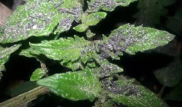 叶子都被虫子吃了用什么药,树叶被虫吃了用什么杀虫