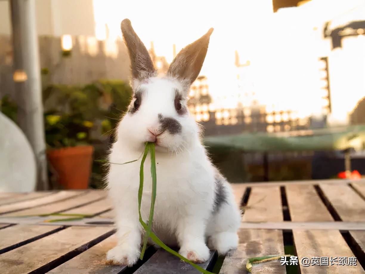 羊驼治愈案例,动物治愈焦虑