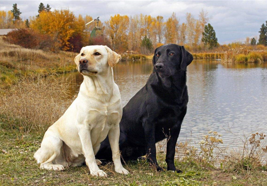 宠物安乐死让医生崩溃,宠物安乐死后主人责怪自己
