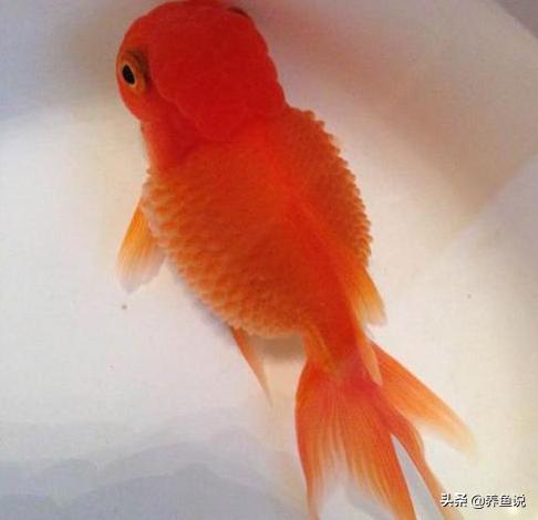 观赏鱼腹部变大不消咋办?从这些方面入手治疗,因为这是病