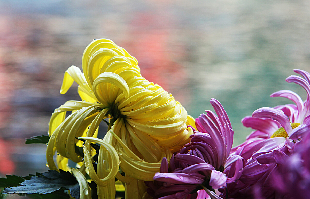 重阳节赏菊正当时，推荐国内这9个地方的赏菊好去处，沉浸式赏花